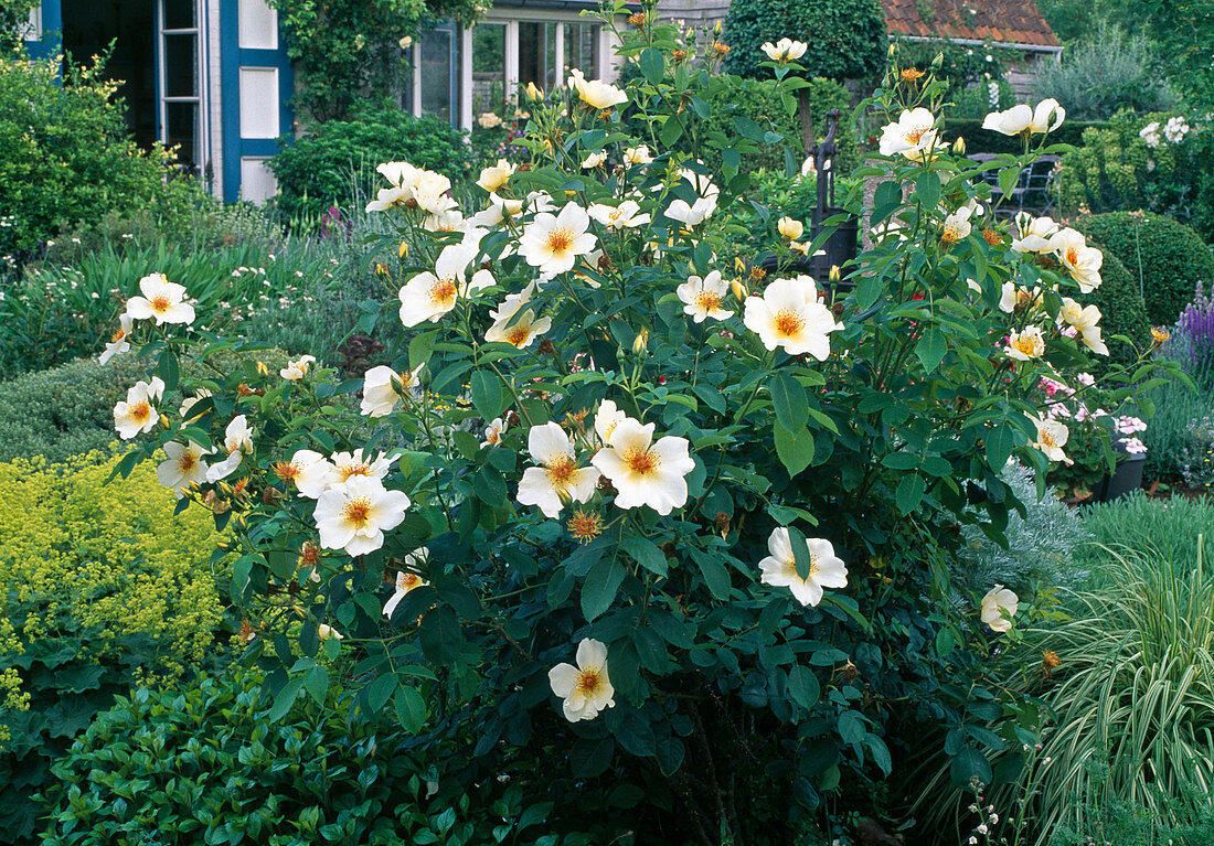 Rosa 'Golden Wings'(shrub rose), repeat flowering, light fragrance