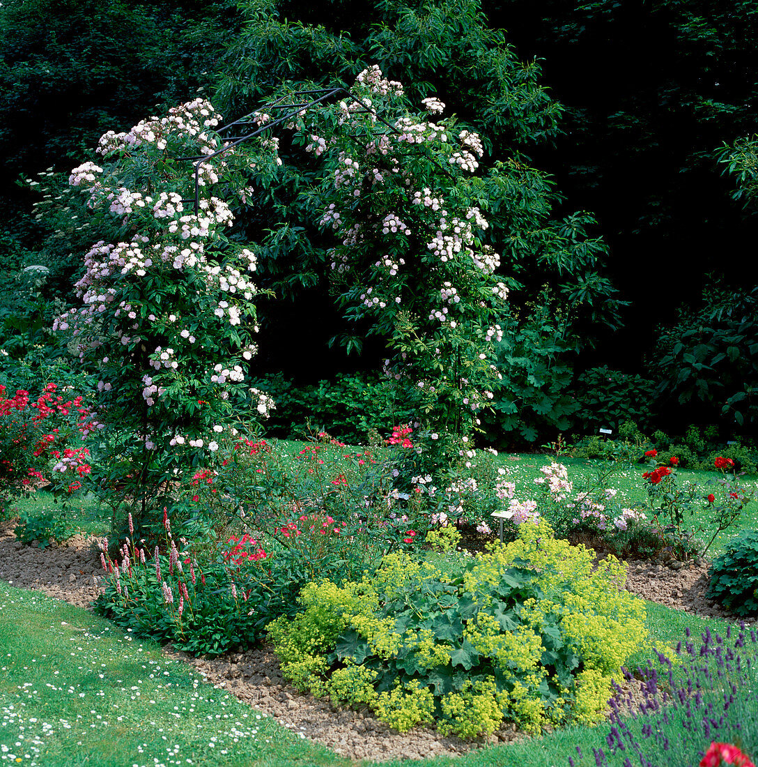 Rosa 'Dentelle de Malines' (Kletterrose, Ramblerrose), einmalblühend, leichter Duft, Alchemilla mollis (Frauenmantel), Polygonum (Knöterich)