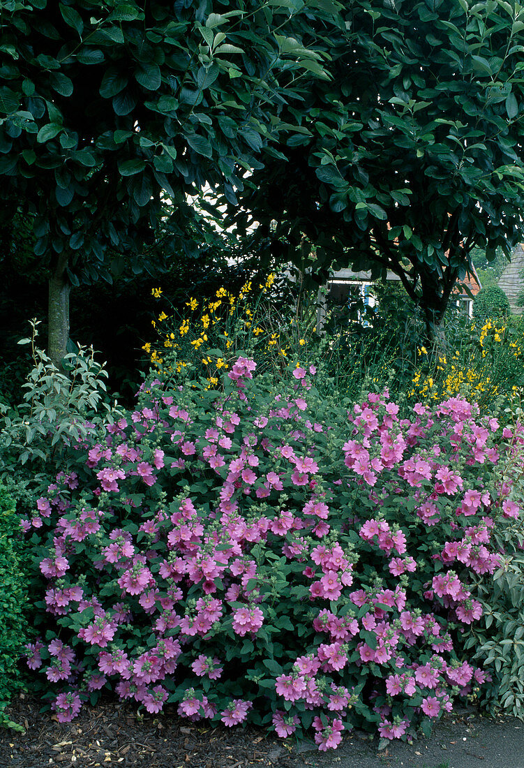 Lavatera olbia 'Lilac Lady' (Buschmalve)