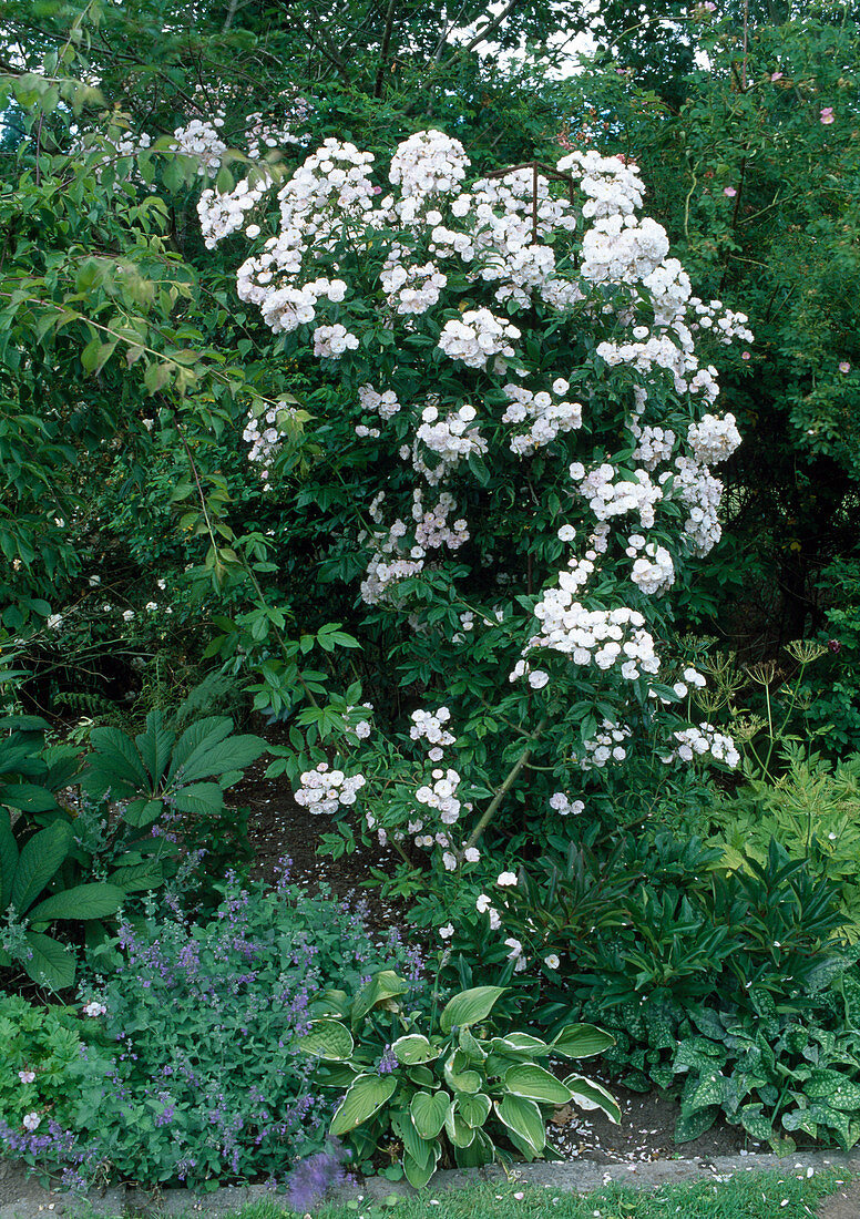 Rosa 'Dentella de Malines' Climbing rose, rambler rose, single flowering with light fragrance, Nepeta (catmint), Hosta (hosta)