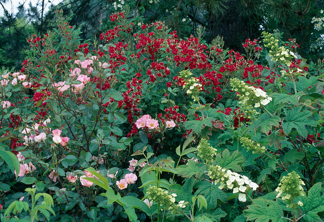 Rosa 'F. J. Grootendorst', Rose 'Rush'(Rosen), Hydrangea quercifolia (Eichenblatt-Hortensie)