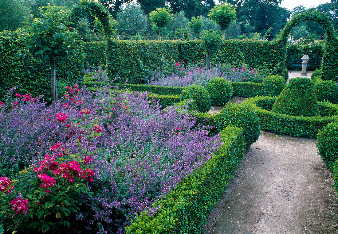 Formal garden with Rosa 'Mozart' 'Ghislaine de Feligonde' (roses), Nepeta (catmint), Buxus (boxwood) as hedges, spheres and roundel, Malus (apple tree)