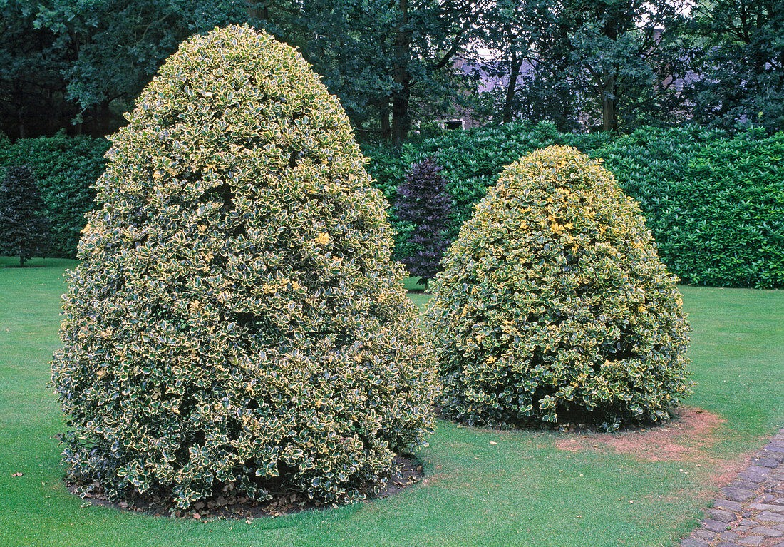 Ilex aquifolium 'Golden King'in the back, ' Silver Queen'in the front (hollies) cone-shaped cut