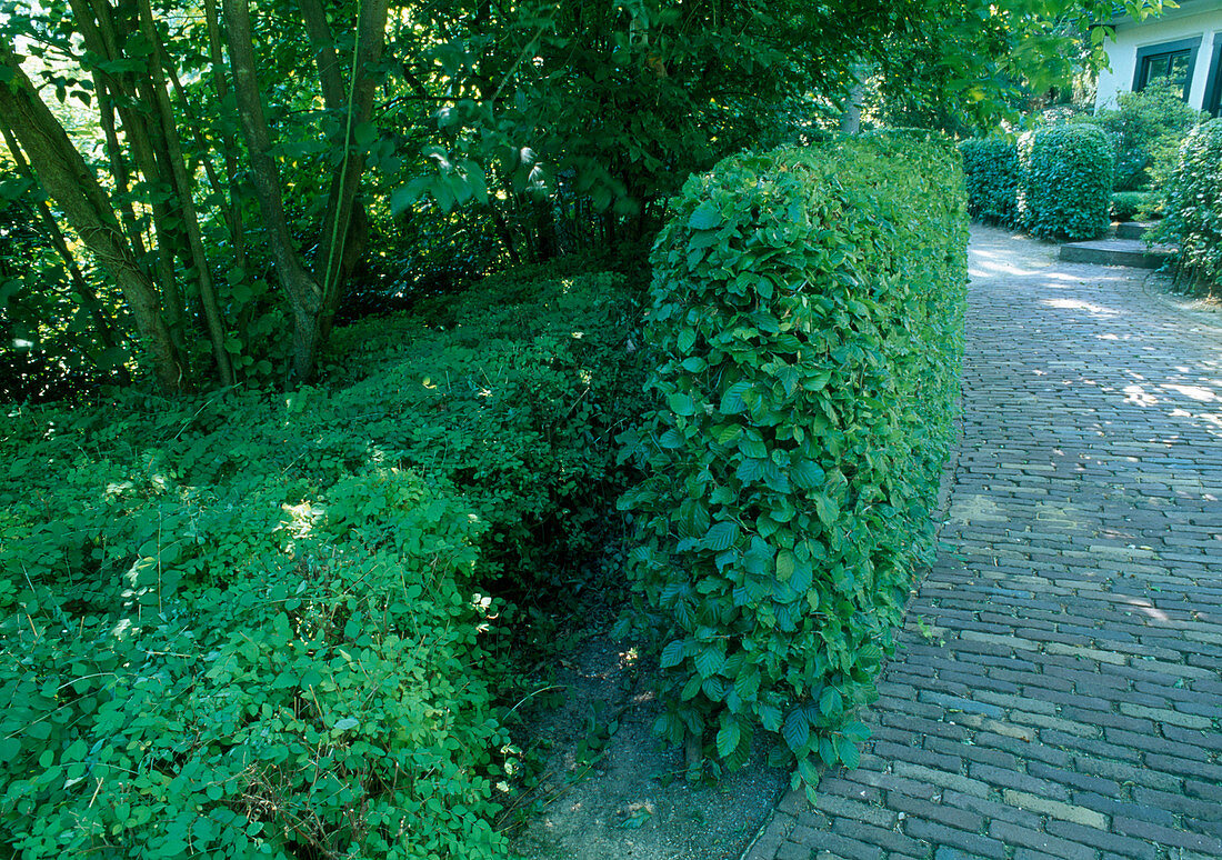 Hedge of Fagus sylvatica (Beech), Symphoricarpos chenaultii (Low Purpleberry, Coralberry) as ground cover, paved pathway