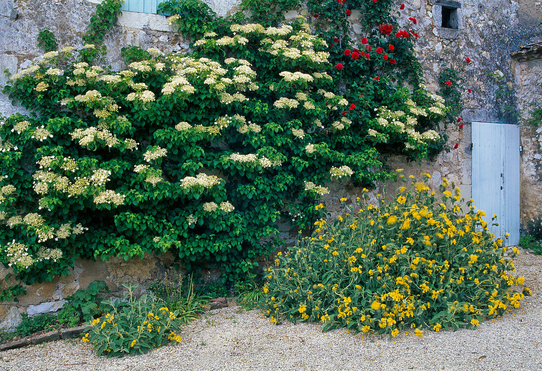 Hydrangea petiolaris, Phlomis fruticosa