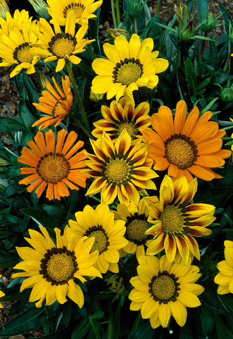 Gazania rigens (Mittagsgold)