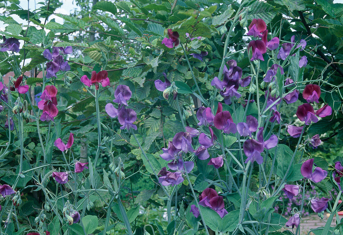 Lathyrus odoratus 'Cupani' (sweet pea)