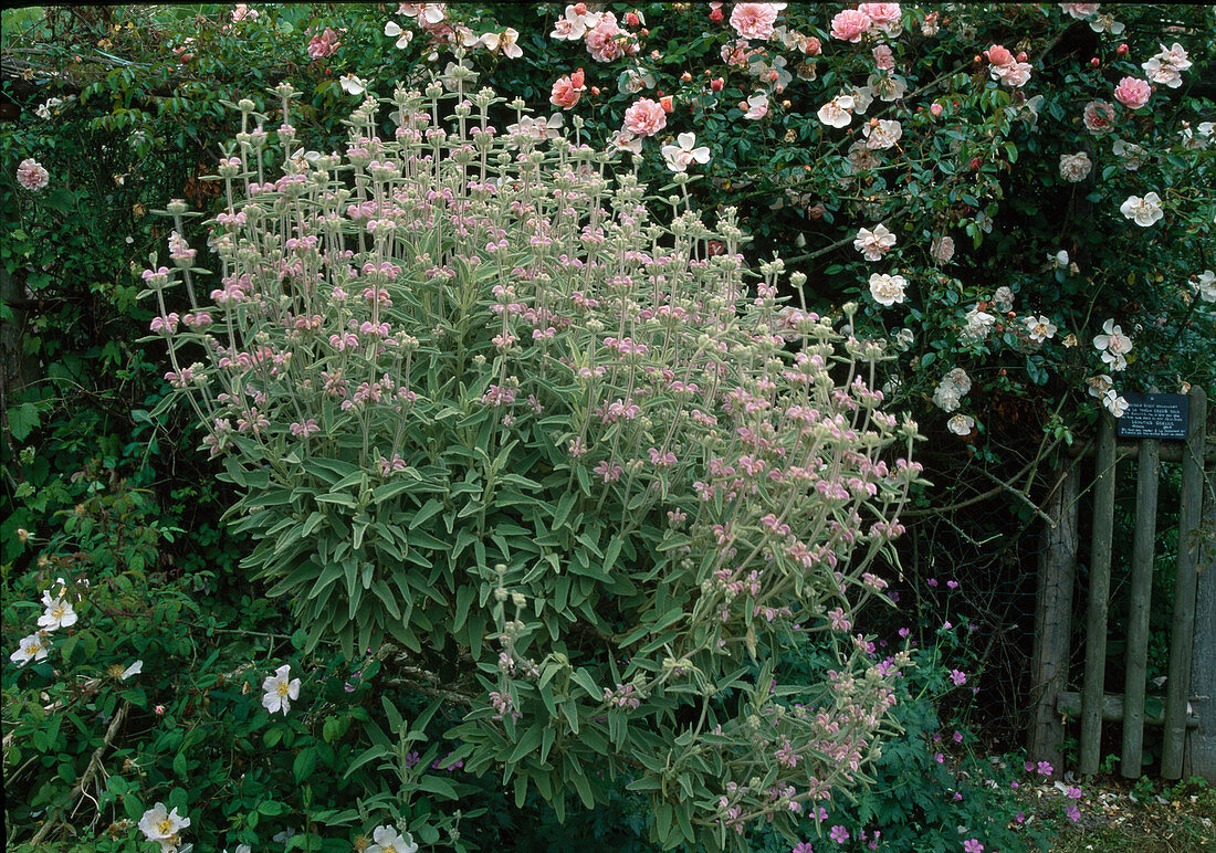 Phlomis italica (Fireweed), Rosa wichuriana 'Léontine Gervais' (Climbing Rose, Rambler Rose), single flowering, good fragrance