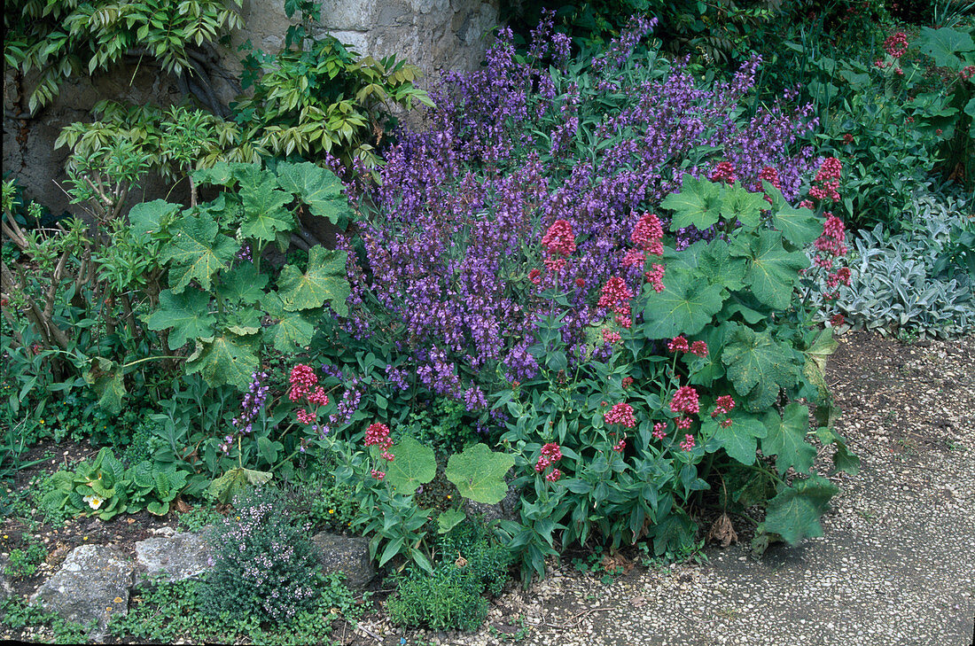 Blühender Salbei (Salvia officinalis), Centranthus ruber (Rote Spornblume), Alcea (Stockrosen), Primula (Primeln), Thymian (Thymus), Natursteine