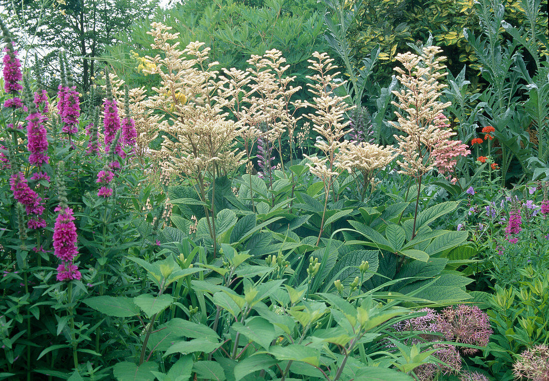 Rodgersia aesculifolia (Chestnut-leaved show-leaf) and Lythrum salicaria 'Stinging flame' (Purple loosestrife)