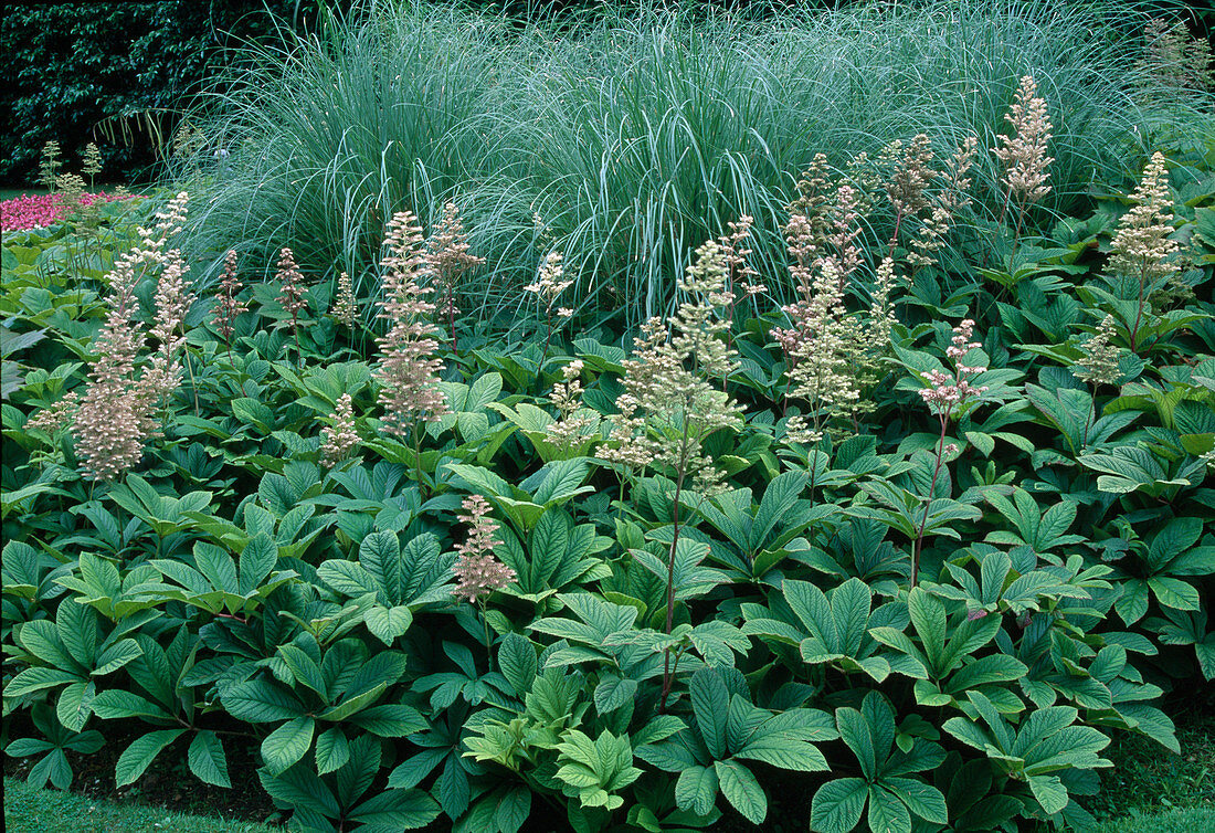 Rodgersia aesculifolia (Chestnut-leaved leaf)