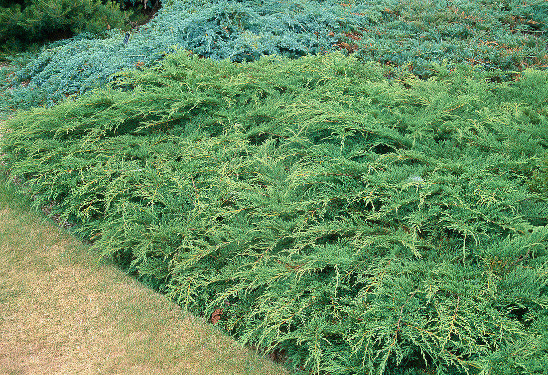 Microbiota decussata (Carpet juniper, Siberian dwarf tree of life)