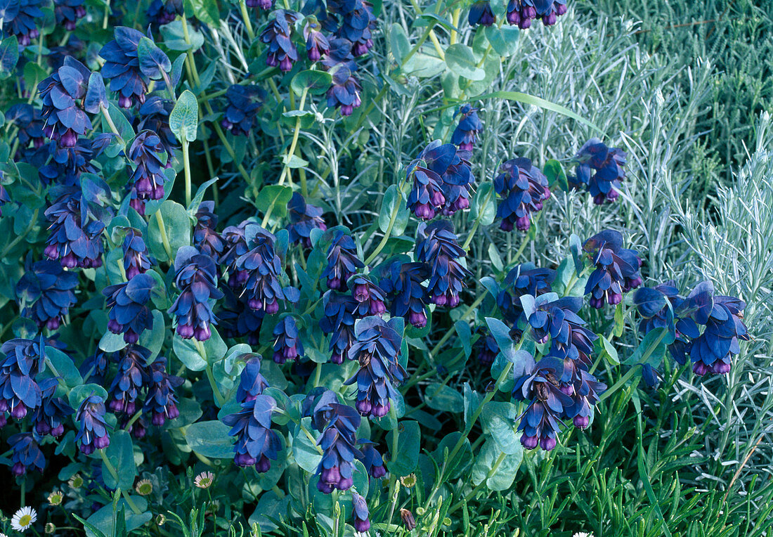 Cerinthe Major 'Purpurascens' (Amsonia orientalis)