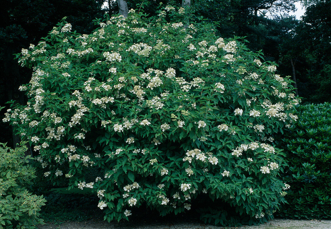 Hydrangea paniculata 'Praecox' (panicle hydrangea)