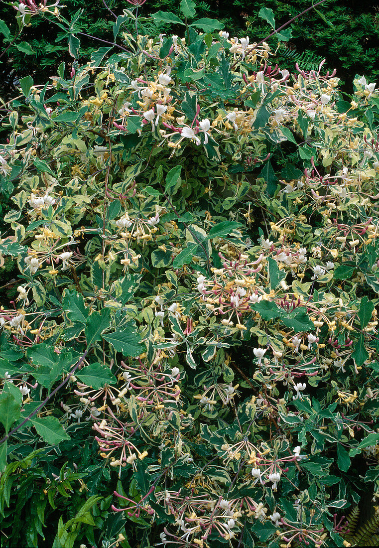 Lonicera periclymenum 'Harlequin' (Blue honeysuckle)