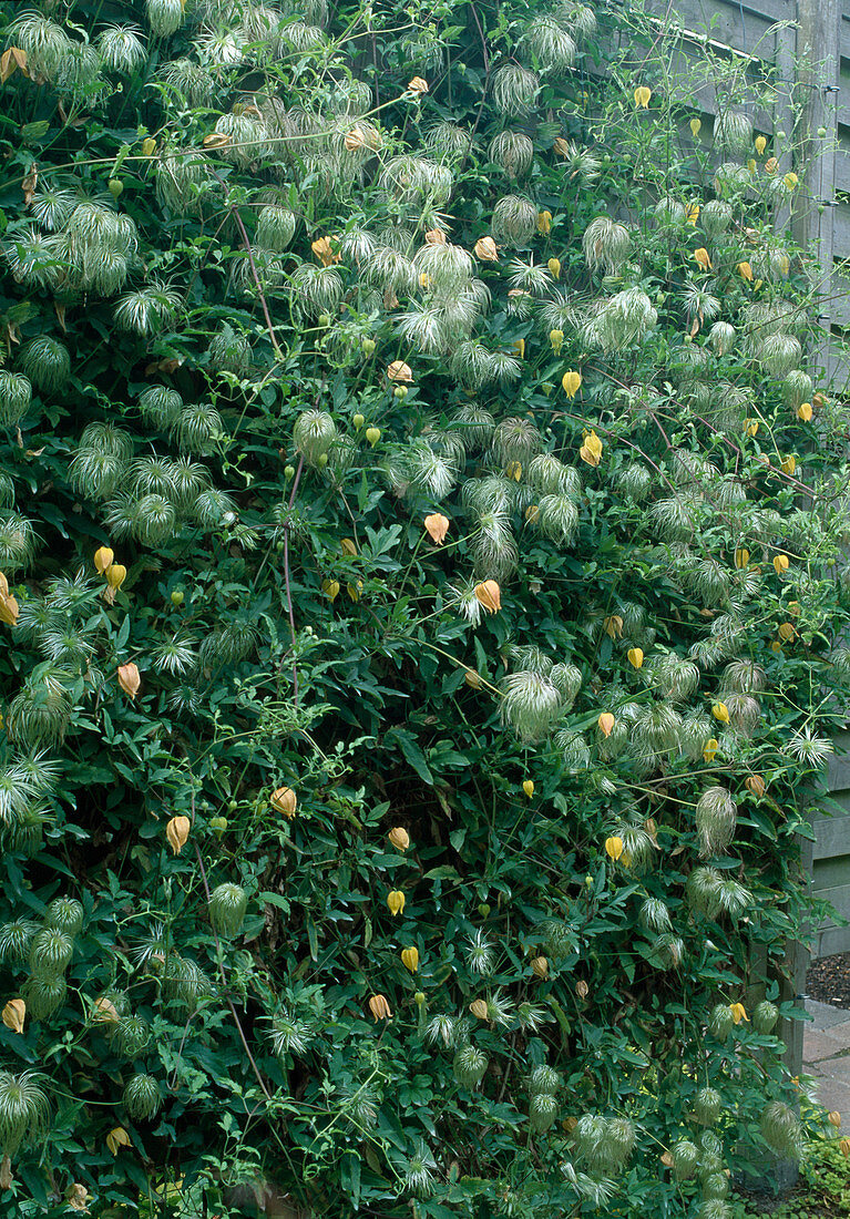 Clematis 'Tangutica'