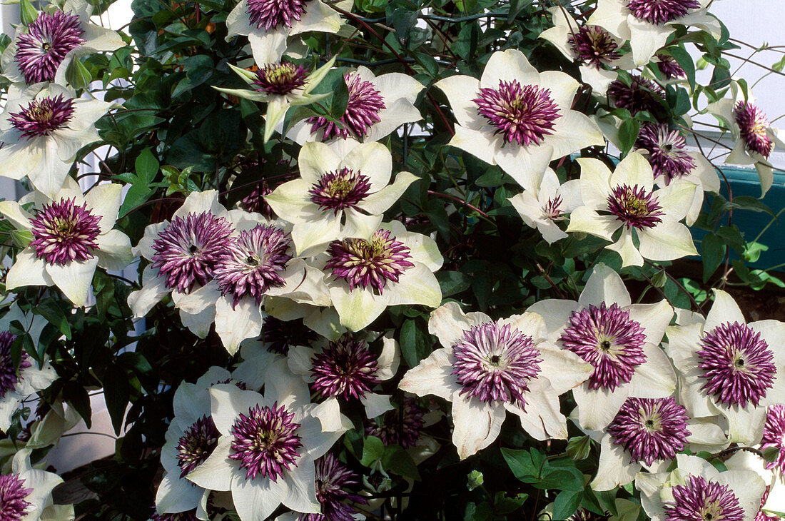 Clematis florida bicolor Syn. florida Sieboldii (Wood Vine)