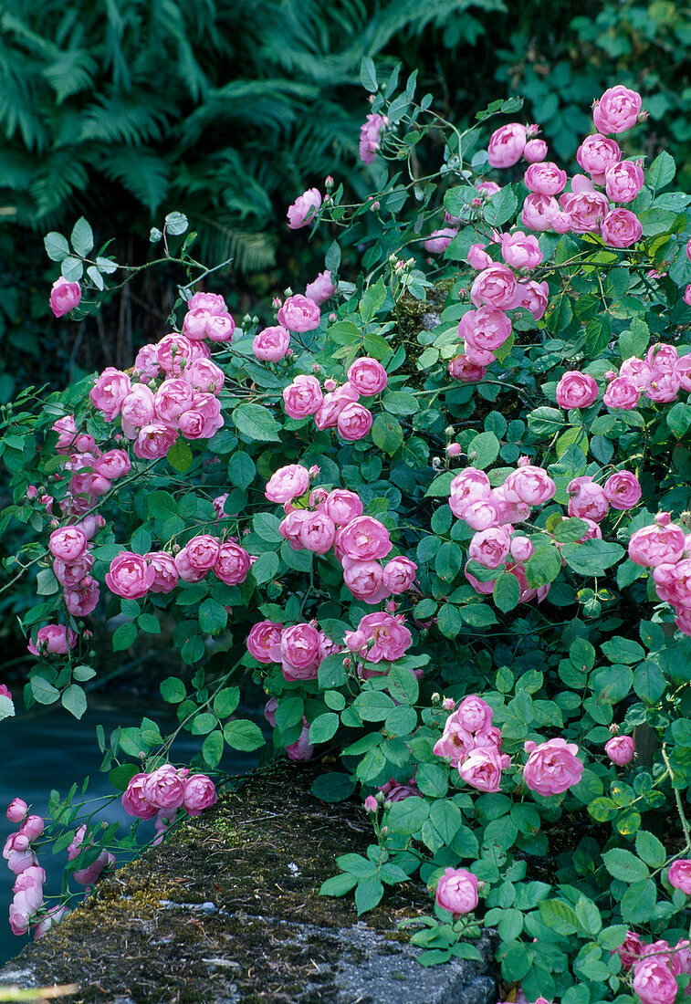 Rosa Rose 'Raubritter' (Strauchrose oder niedrige Kletterrose), einmalblühend, leichter Duft