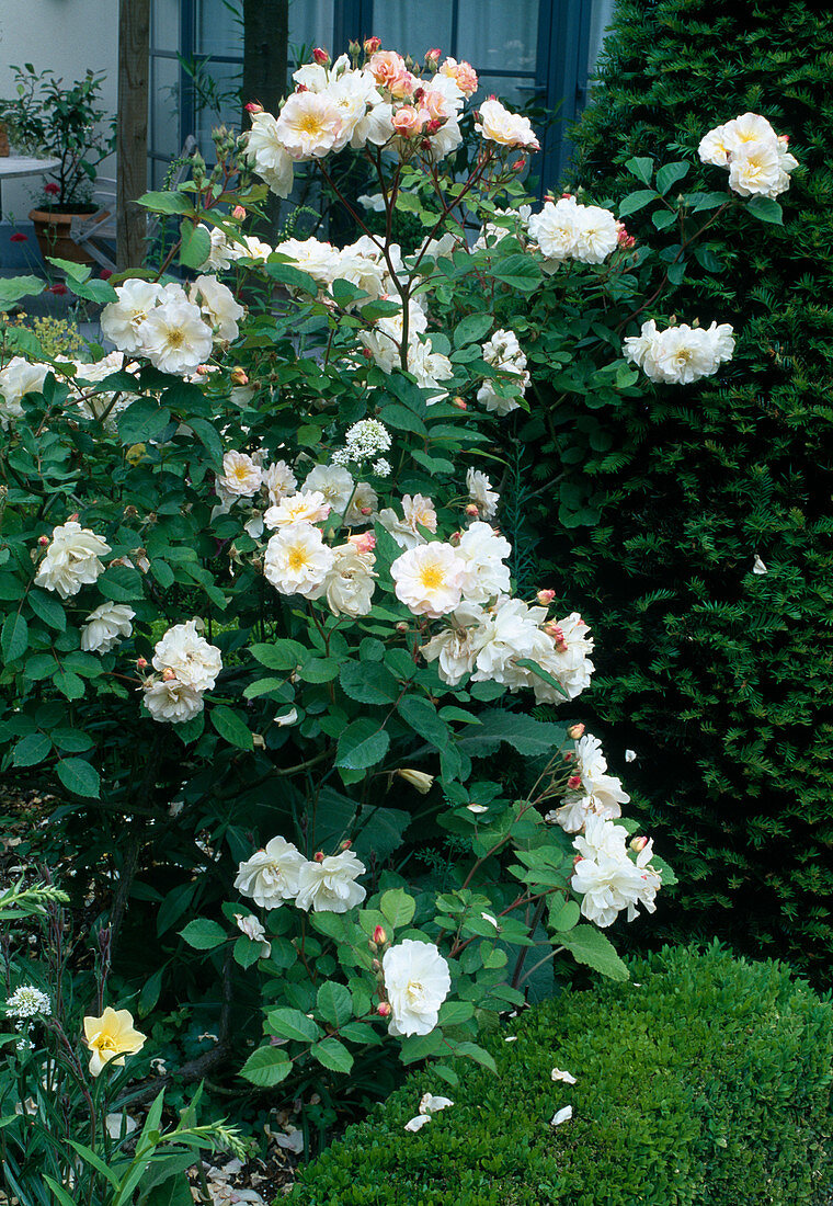 Rosa Moschata 'Penelope' (historische Rose), öfterblühend, intensiver Duft