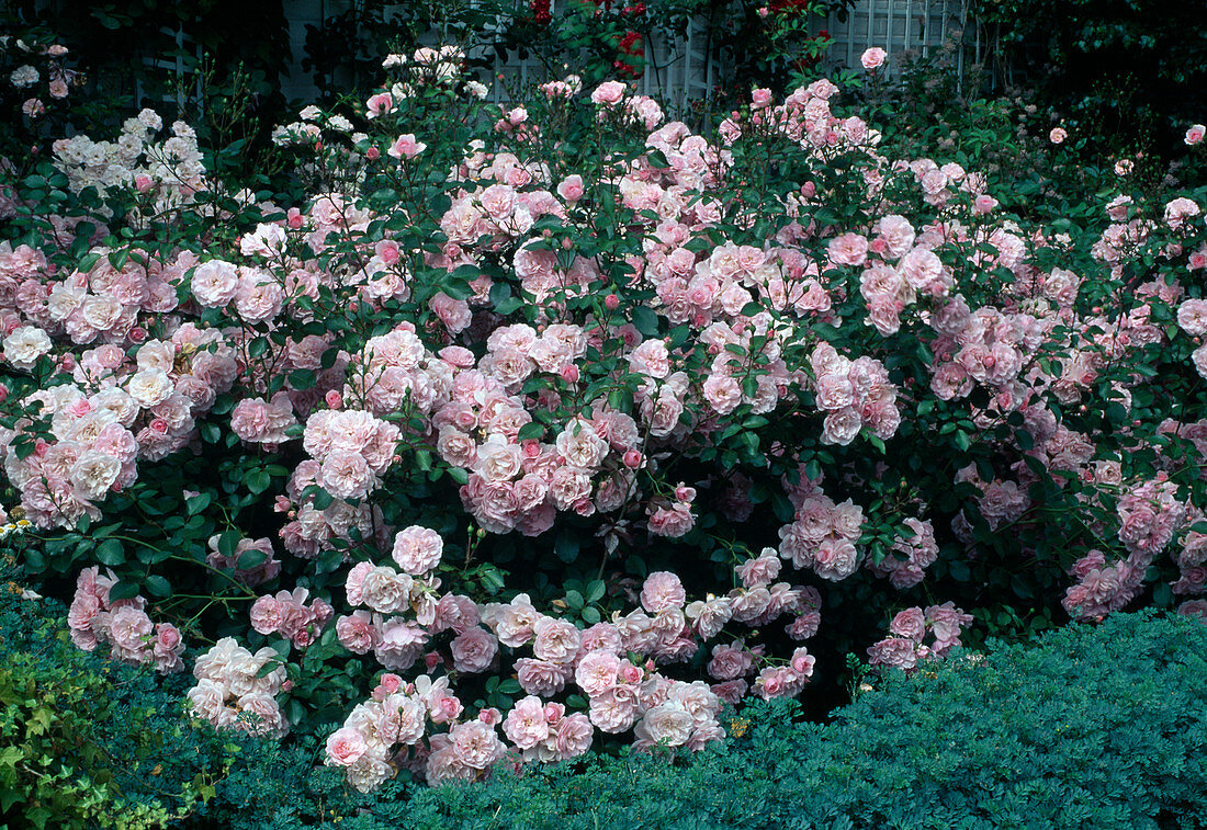 Rosa 'Bonica' shrub rose, often flowering, barely fragrant, world rose