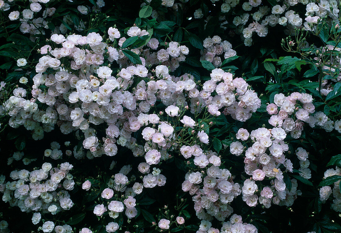 Rosa 'Dentelle de Malines' (Kletterrose, Ramblerrose), einmalblühend, leichter Duft