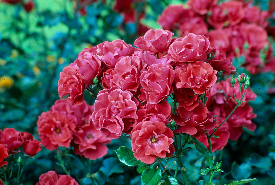 Rosa 'Paprika' (Climbing rose), repeat flowering and robust