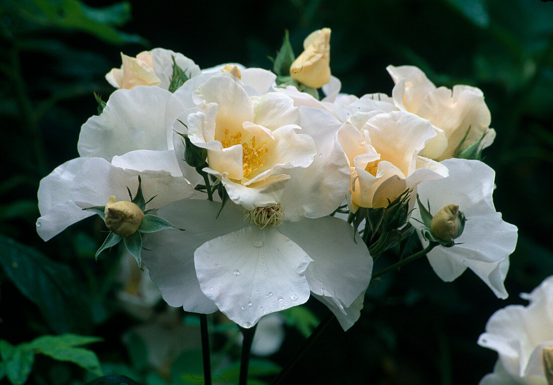 Rosa 'Sally Holmes' (Strauchrose), öfterblühend, leichter Duft