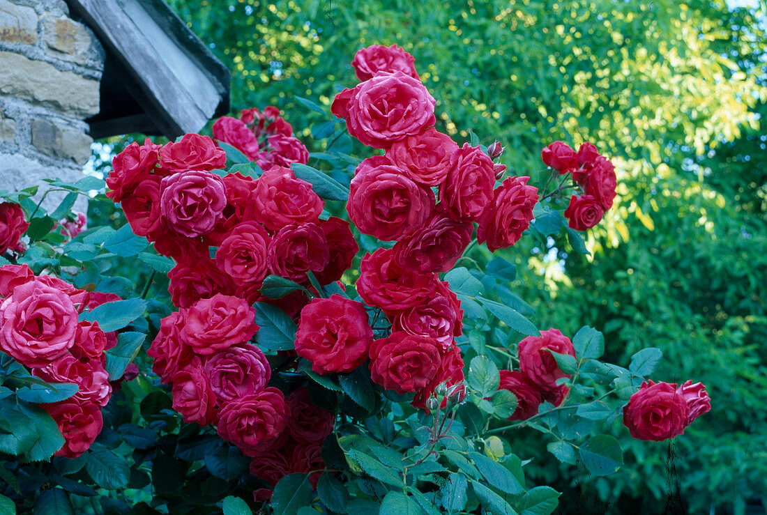 Rosa 'Danse du Feu' (rambler rose, climbing rose), remontant with light fragrance