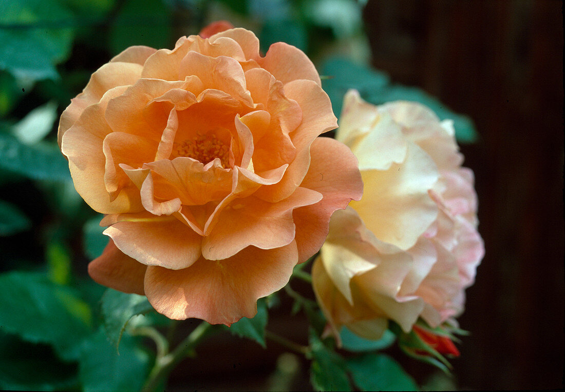 Rosa 'Westerland' (shrub rose), repeat flowering with good fragrance