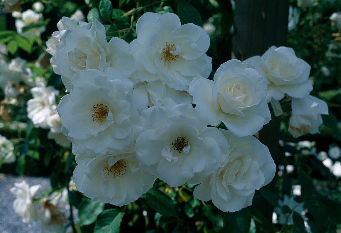 Rosa 'Iceberg' syn. 'Schneewittchen' (Snow White) (shrub rose), double flowering