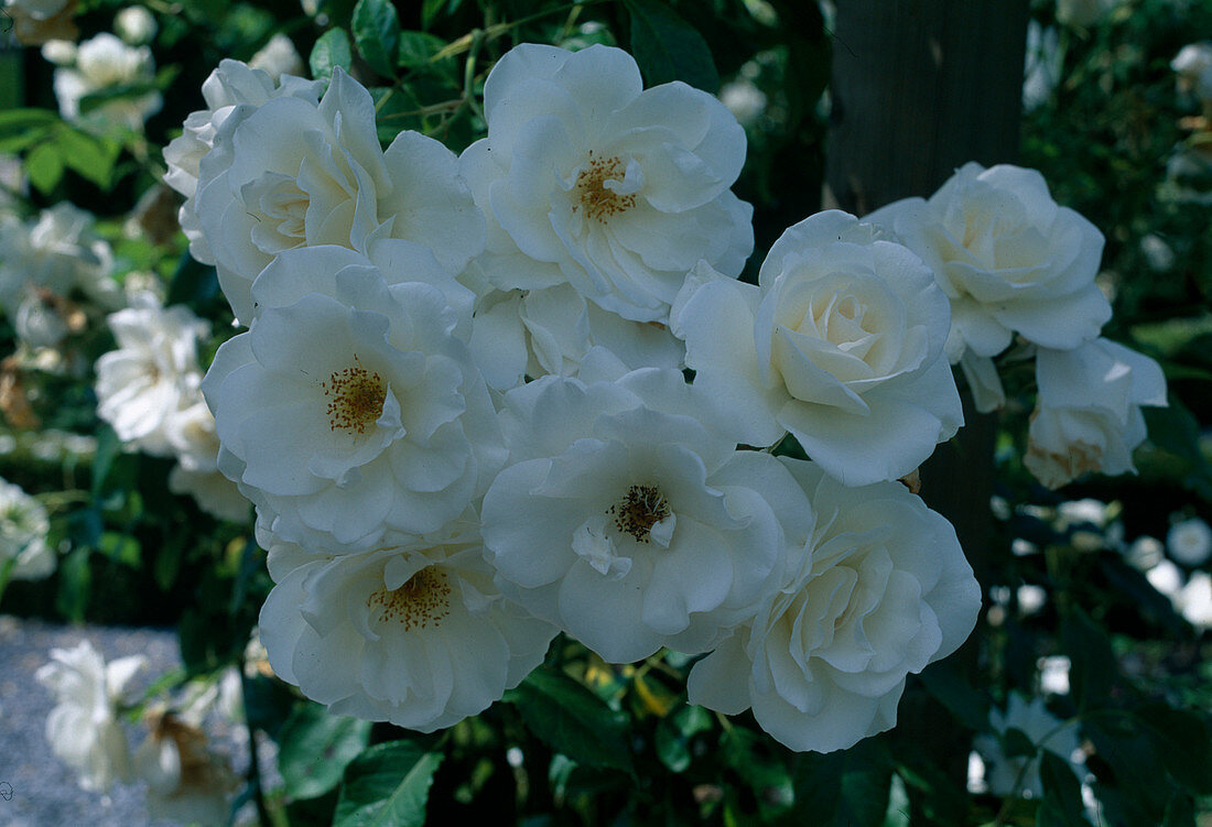 Rosa 'Iceberg' syn. 'Schneewittchen' (Strauchrose) öfterblühend