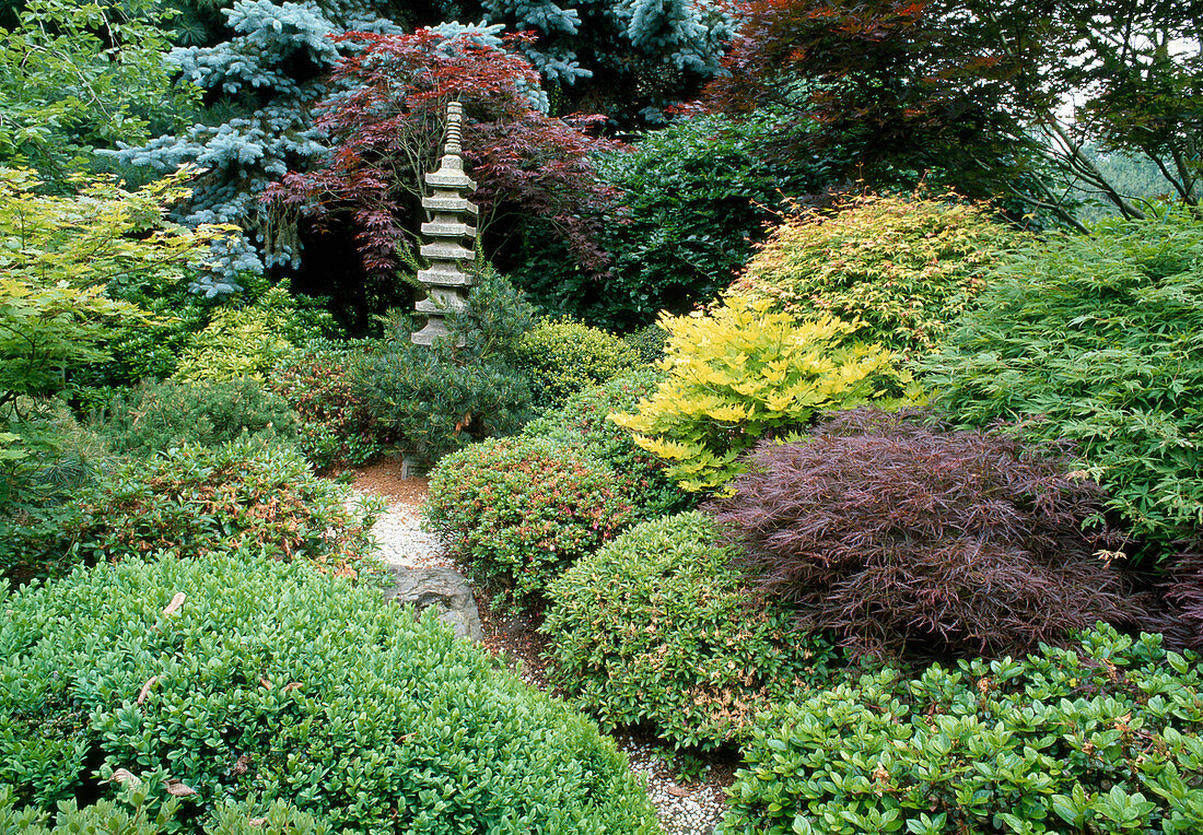 Japanese garden with Acer palmatum 'Dissectum Garnet', Acer japonicum 'Aureum', Rhododendron, Buxus, stone column
