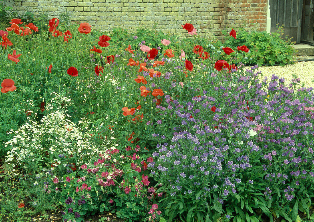 Echium vulgare (common viper's bugloss), Papaver rhoeas (corn poppy), Lathyrus odoratus (sweet pea) and Gypsophila (baby's breath)