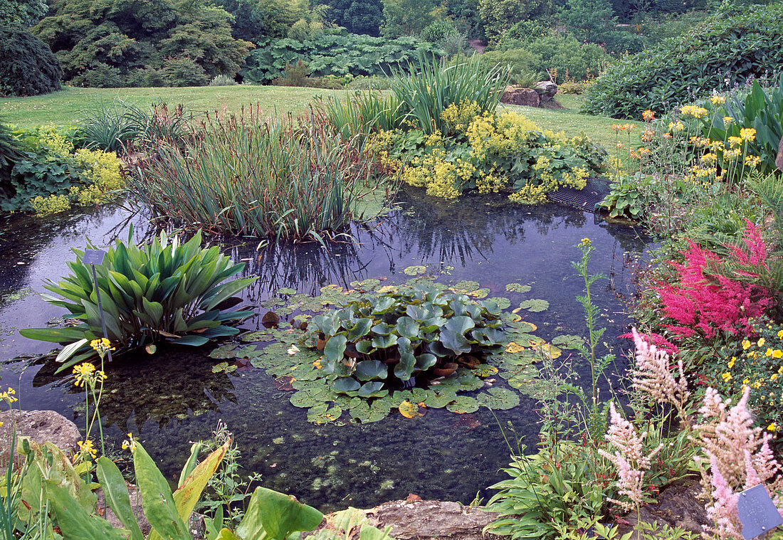 Wassergarten mit Nymphaea (Seerosen), Iris (Sumpfschwertlilien) und Elodea (Wasserpest), Astilbe (Prachtspiere), Primula florindae (Sommerprimel) und Alchemilla (Frauenmantel) als Uferbepflanzung
