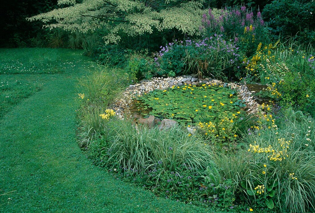 Mini pond overgrown with Nymphoides peltata (sea pot), shore zone with gravel and natural stones, Mimulus (bateleur flower), Geranium (cranesbill), Primula (summer primrose), grasses, Lysimachia (golden field plant)