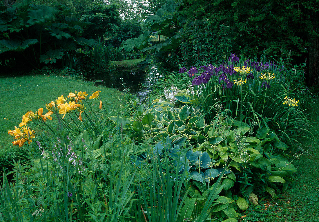 Hemerocallis (Taglilien), Hosta (Funkien), Iris (Wieseniris), Primula florindae (Sommer-Primel), Gunnera manicata (Riesenblatt) am Bachufer