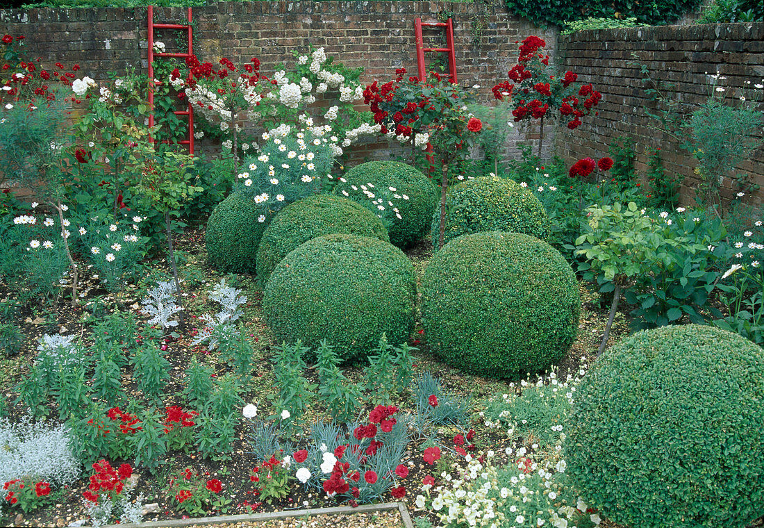 Rot-weiße Gartenecke mit Rosa (Rosen) Stämmchen, Buxus (Buchs) Kugeln, Argyranthemum (Margeriten) und Dianthus (Nelken), rote Holzleitern an Mauer