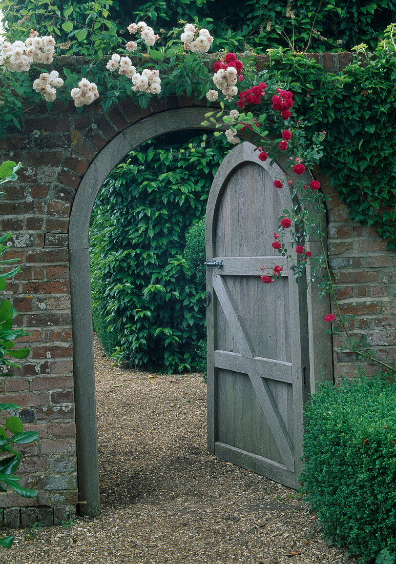 Rosa 'Felicite Perpetue' (Ramblerrose, einmalblühend), Rosa 'Russeliana' (Kletterrose an Mauer mit offenem Gartentor)