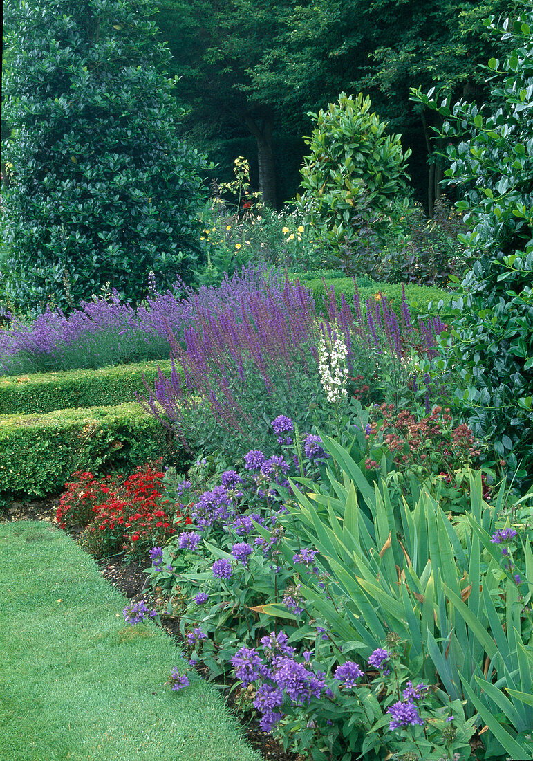 Campanula glomerata (knob bellflower), Salvia nemorosa (tumble sage), Dianthus (carnations), Iris barbata (irises), Lavender (lavandula), small hedges of Buxus (boxwood) in beds between Ilex (holly).