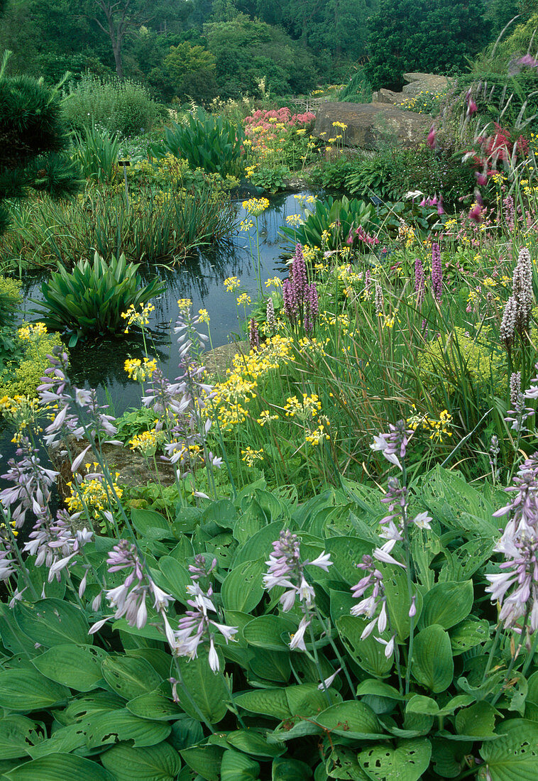 Water garden with Hosta, Primula florindae (summer primroses), Dactylorhiza majalis (orchid) and Alchemilla (lady's mantle) as riparian planting