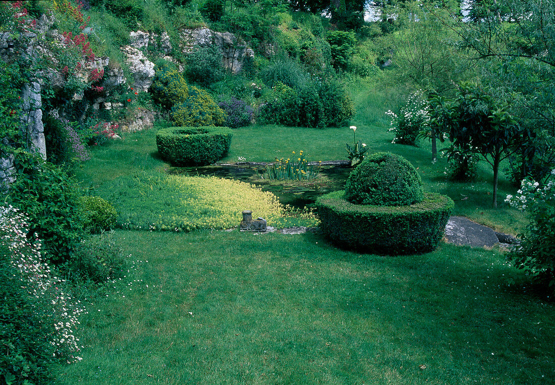 Garten mit kleinem Teich Myriophyllum equaticum, Buxus (Buchs), Iris pseudacorus (Sumpfschwertlilie), Zantedeschia (Kalla), Erigeron (Spanisches Gänseblümchen), Ruta (Raute)