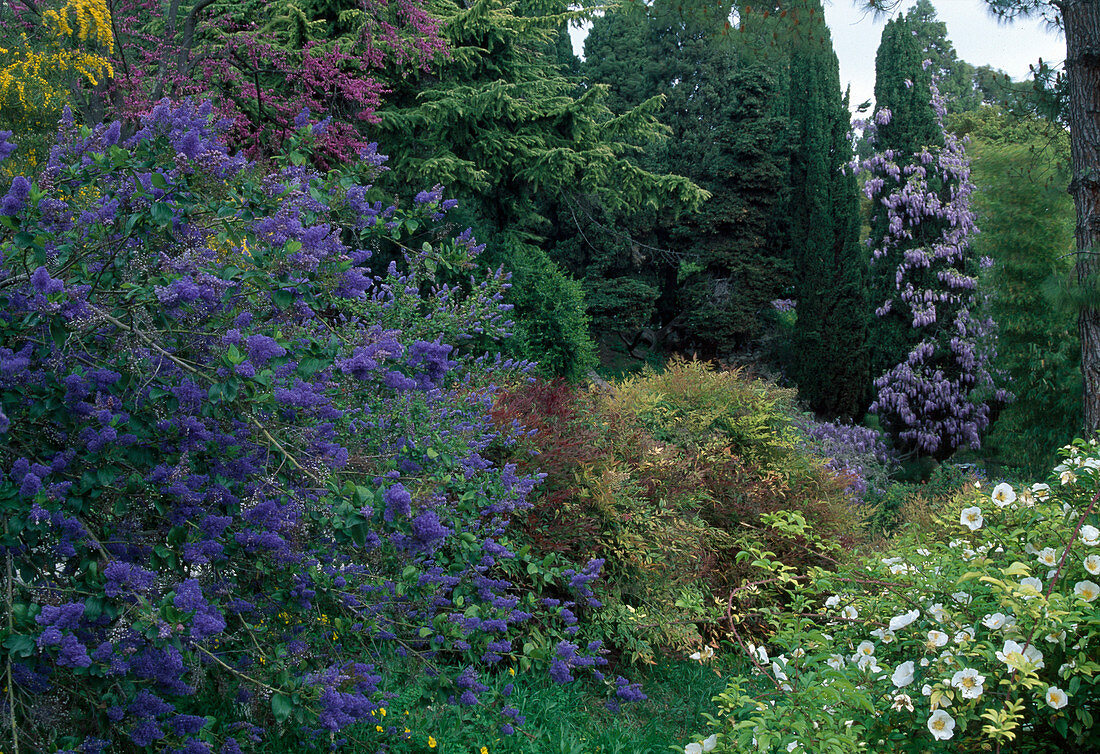 Ceanothus (Blue Coneflower), Rosa (White Rose), Wisteria (Blue Rain) with columnar conifers