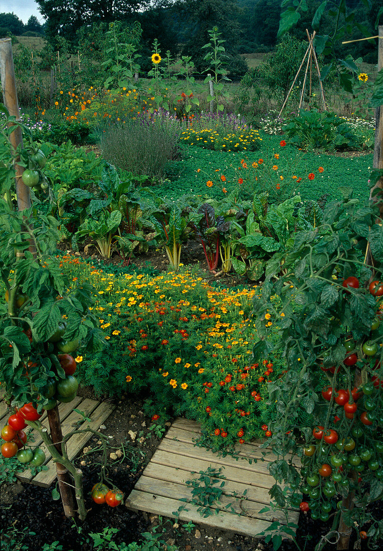 Farm garden with tomatoes (Lycopersicon), Tagetes tenuifolia (Spice Tagetes) and Swiss chard (Beta vulgaris), wooden treads