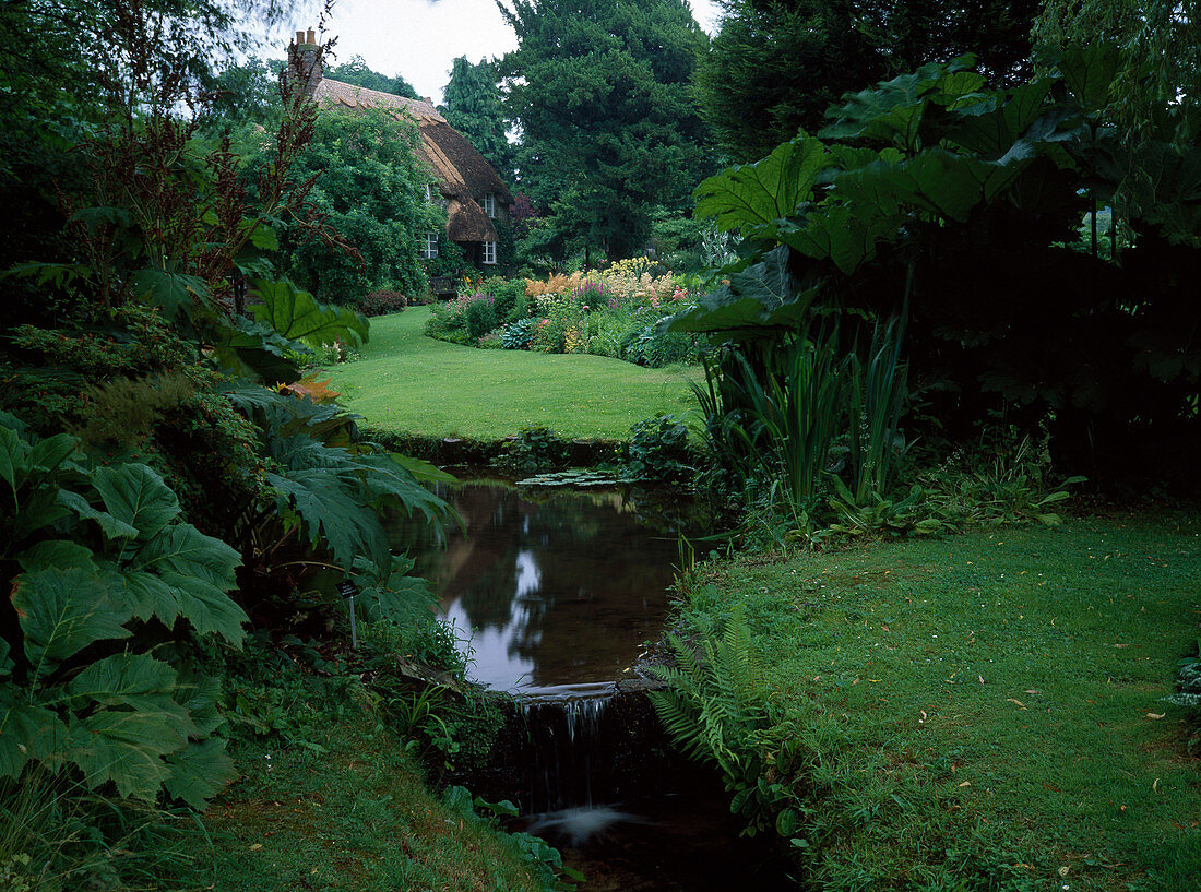 Stream in the country house garden, view across lawn to herbaceous border, Gunnera manicata (redwood leaf), Rheum palmaticum (ornamental rhubarb) and Rodgersia (show-leaf) on the bank