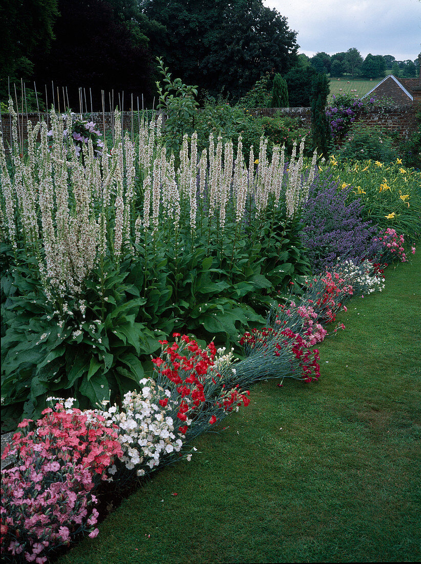 Verbascum chaixii 'Album'(white mullein), Dianthus caryophyllus (carnations), Nepeta (catmint), Hemerocallis (daylilies), lawn pathway