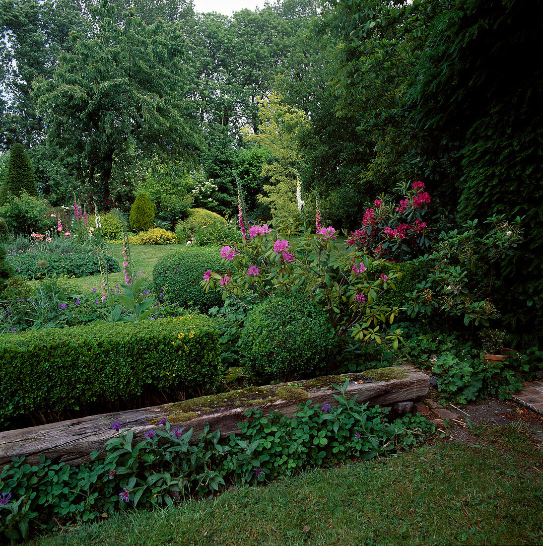 Centaurea (Cornflower), Buxus (Boxwood) hedge and balls, Rhododendron (Alpine Rose), Digitalis (Foxglove) and Geranium (Cranesbill)