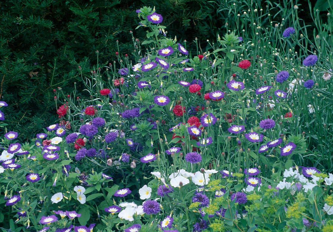 Centaurea cyanus (Kornblumen), Convolvulus tricolor 'Dwarf Morning Glory' (Dreifarbige Trichterwinde)