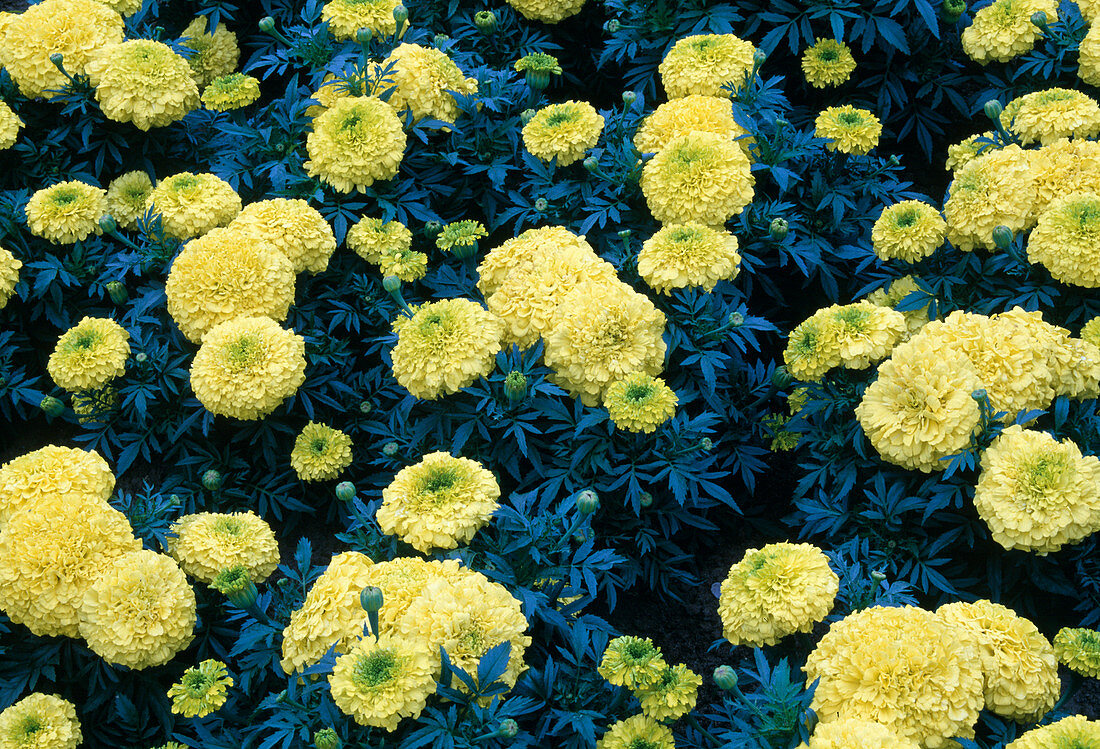 Tagetes erecta 'Galore Yellow' (marigolds)