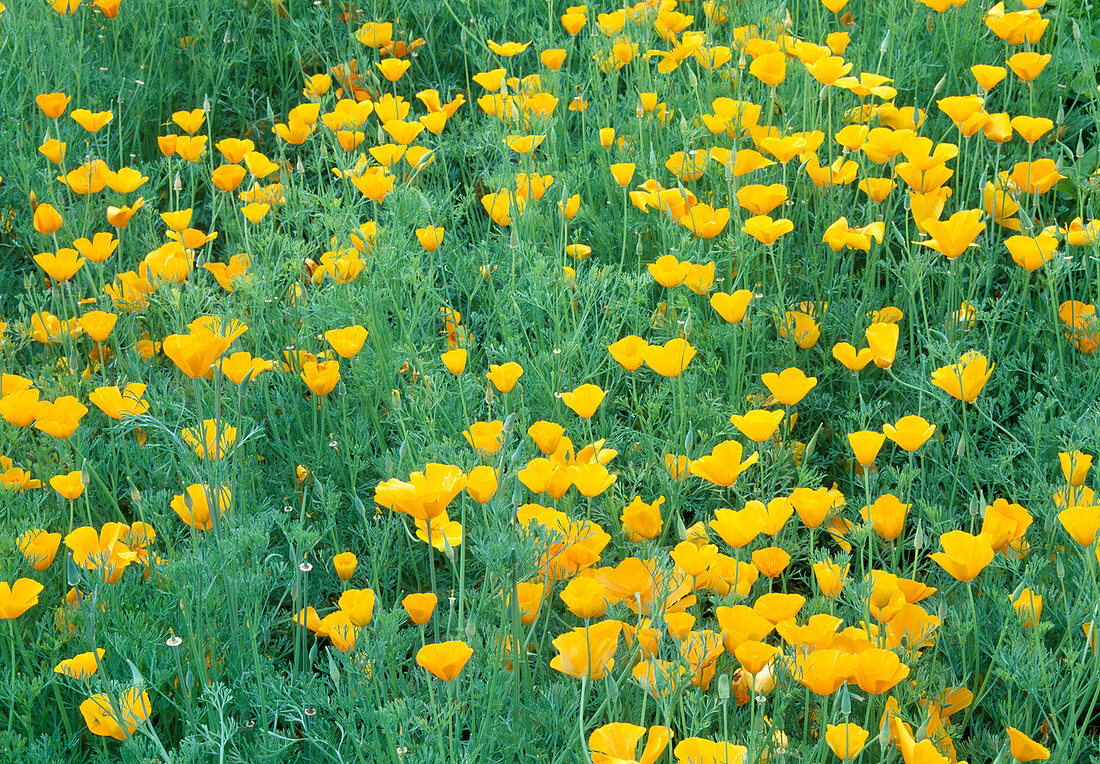 Eschscholzia 'Sun Shades' (Goldmohn)