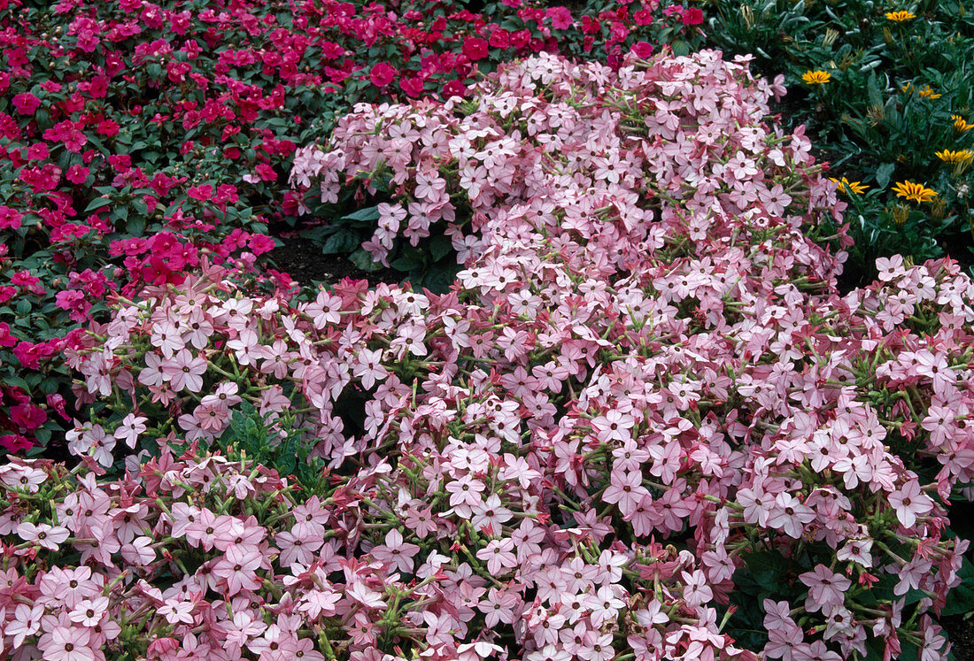 Nicotiana Avalon 'Bright Pink' (Ziertabak), hinten Impatiens (Edellieschen)